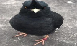 八哥最新爆料视频直播,最新爆料视频内容大起底